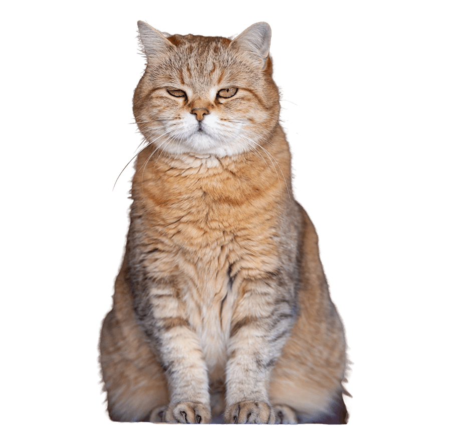CATN2.png